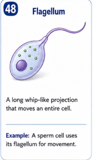 A long whip like projection that moves an entire cell. Example: A sperm cell uses its flagellum for movement.