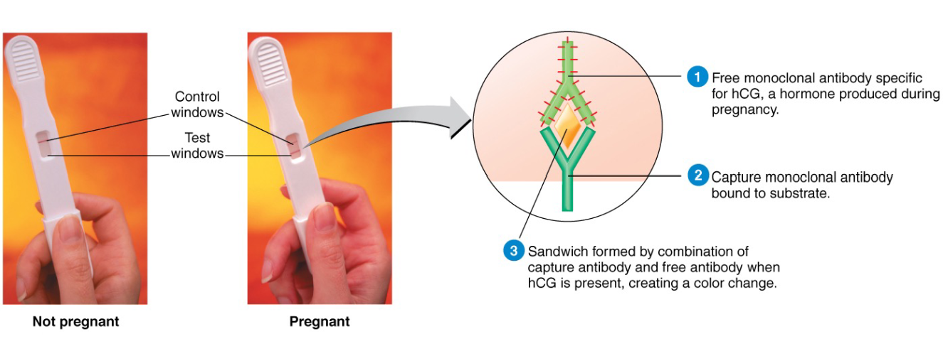 <p>Hormone acts as antigen </p>