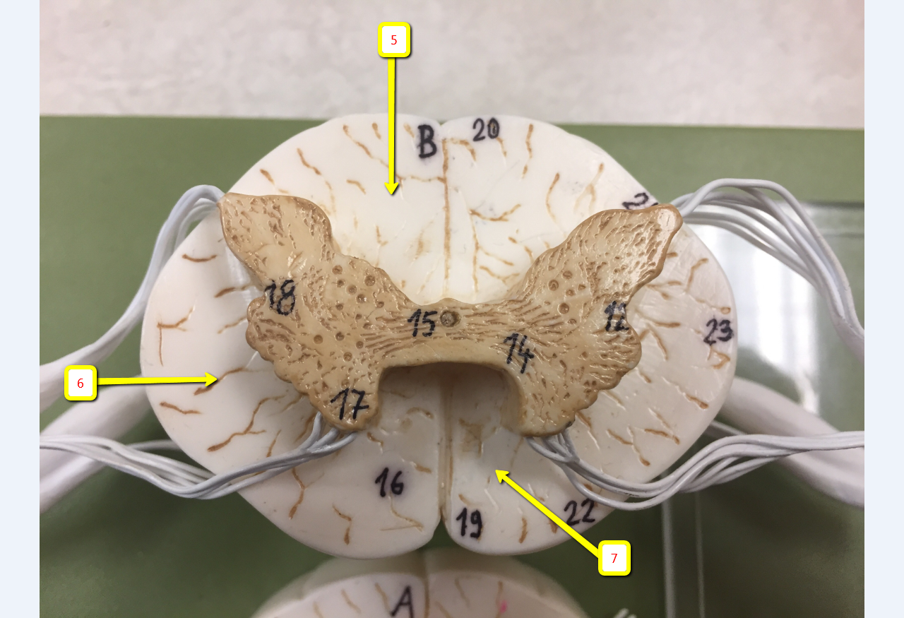 <p><span>Name the specific area or structure indicated by arrow 5:</span></p>