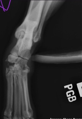 <p>What view is this, what is being seen, what aspect of the joint is seen?</p>