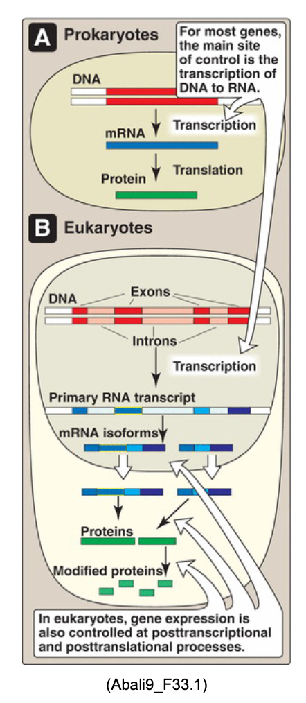<p>transcription initiation (main site of control)</p><ul><li><p>assembly of the RNA polymerase complex (on which we will focus most of our attention and provide the most number of examples) but other events can also be controlled</p></li></ul><p></p>