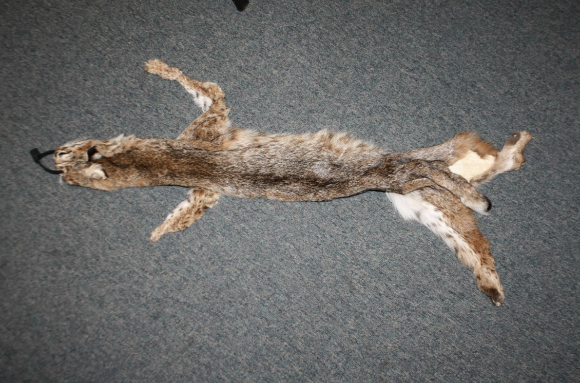 <p>Identify this fur</p>