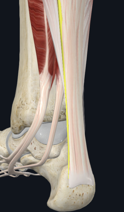 <p>where is the plantaris distally attached?</p>