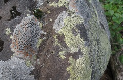 <p>The combination of a fungus and either an alga or an autotrophic bacterium that live together in a mutualistic relationship - pioneer species in primary succession.</p>