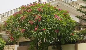 <p>Native to Central America and Mexico but widely cultivated in the Philippines; conservation status: not endangered. Most easily identified by its intensely fragrant, showy clusters of red, pink, yellow, or multi-colored pinwheel-like flowers and thick, succulent branching form that produces a distinctive sculptural silhouette in tropical landscapes.</p><p>A small deciduous to semi-deciduous tree typically growing 4–10 meters tall with a spreading, open crown about 3–7 meters wide. Trunk is 0.2–0.6 meters in diameter with smooth gray bark and thick, fleshy branches that exude milky sap when cut. It develops a shallow, spreading root system. Branching is irregular and starts low, forming a sculptural, architectural canopy. Leaves are simple, clustered at branch tips, oblong to elliptic (20–40 cm long), thick and leathery with smooth margins and prominent pinnate venation, usually shed during the dry season. Flowers are 5–10 cm wide, fragrant, and variable in color (red, pink, yellow, white, or mixed), borne in terminal clusters. Fruits are paired slender follicles containing winged seeds dispersed by wind.</p><p>Widely used as an ornamental, cemetery, and resort landscape tree due to its strong fragrance and symbolic cultural value in tropical settings. The sap is mildly toxic and can cause skin irritation, and plant parts are not edible. In landscape applications, it is best suited for courtyards, temples, resorts, and accent planting where its sculptural branching and seasonal flowering can be highlighted; it should be spaced properly due to brittle branches, litter from leaves and flowers, and sensitivity to root disturbance.</p>