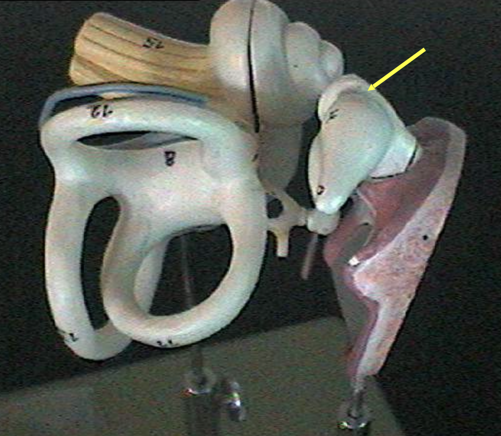 <p>Identify the ear parts. </p>