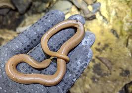 <p>Family Boidae. Found in U.S. pacific cost.</p>