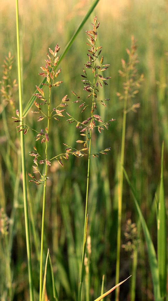 <p>non-native, not invasive, flat, and 2 sided stem</p>