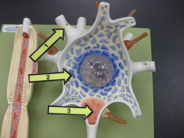<p>Identify 1, 2, and 3?</p><p>Lab Image 10-2</p>