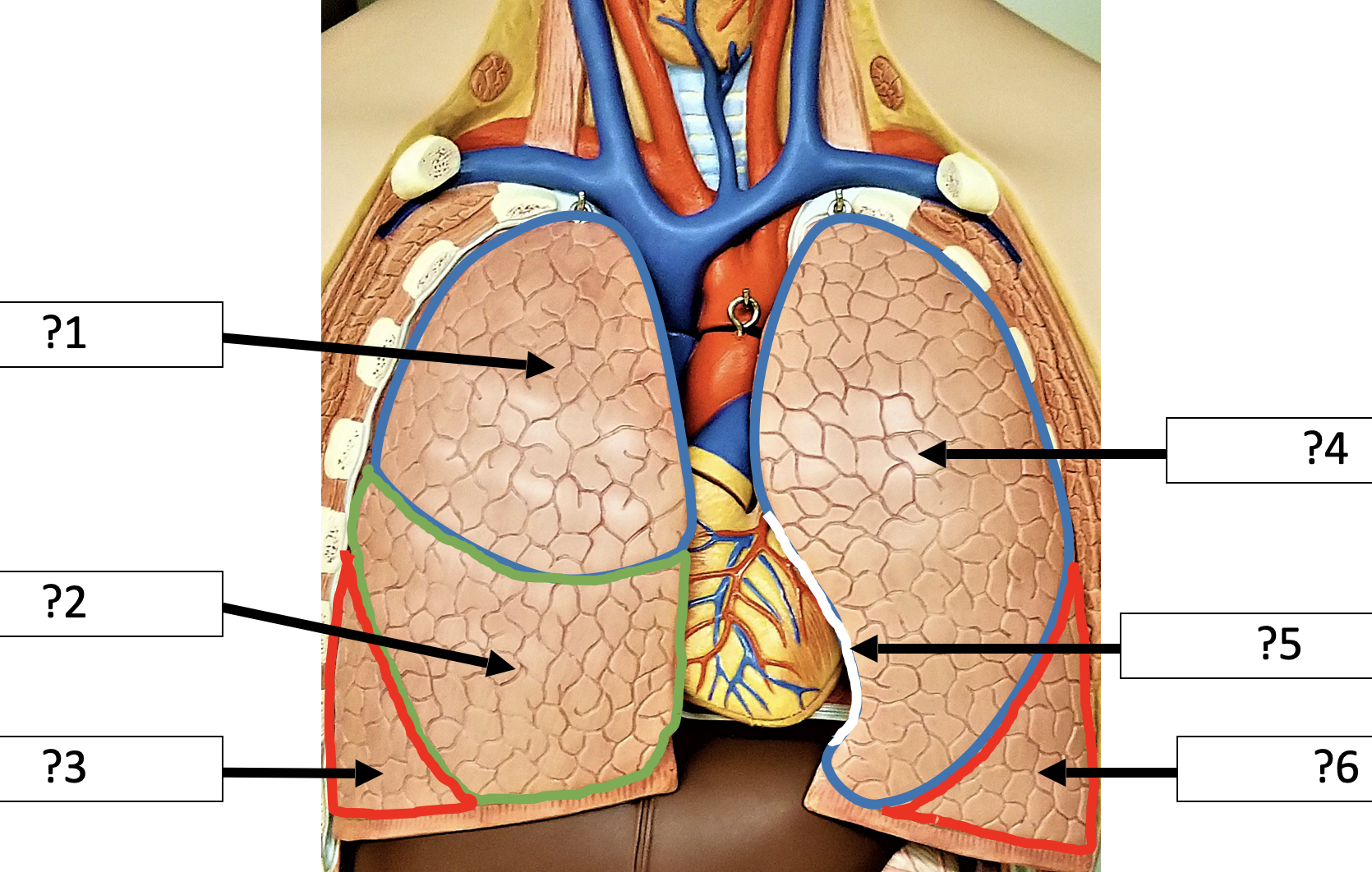 <p>5 Name the indentation?</p>