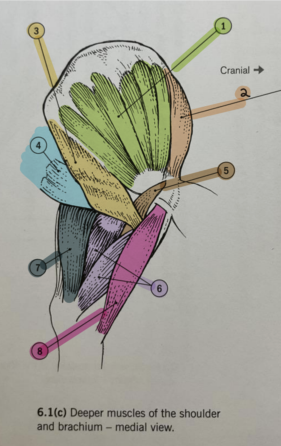 <p><strong>Deeper Shoulder Muscles (Medial View) </strong></p><ul><li><p>Identify 3</p></li></ul><p></p>