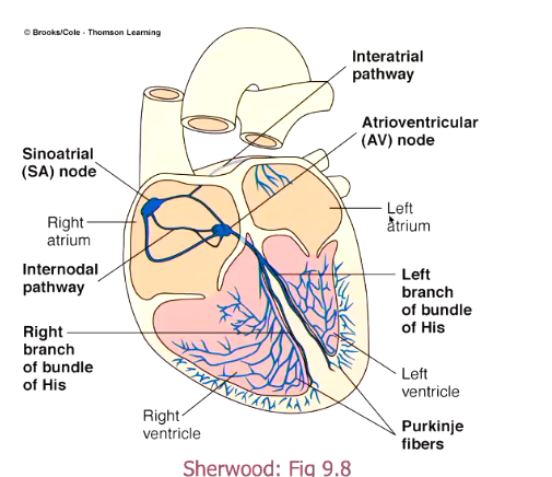 <ul><li><p>autorhythmic cells in the sinoatrial node and the atrioventricular node</p></li><li><p>signal originates in the SA node (pacemaker) and passes through the atria, spread through atrial myocytes to cause a contraction of the atria</p></li><li><p>insulated connective tissue beteen the atria and the ventricles, the only ay the electrical current can pass into the ventricles is through the AV node</p></li><li><p>spreads out through the bundles of His and then the Purkinje fibres to the ventricular myocytes </p></li></ul><p></p>