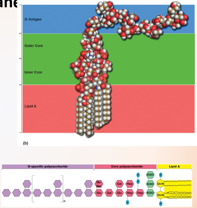 <p>-Outer membrane: extra permeability barrier, contributes to intrinsic antibiotic resistance</p><p>-Lipopolysaccharides (LPS): contribute to negative surface charge, stabilize outer membrane, protects from attack by immune response, toxic (endotoxin)</p><p>-Lipid A (endotoxin): in the outer membrane</p><p>-Stimulates inflammation leading to fever, vomiting, diarrhea, shock</p><p>-Core polysaccharide</p><p>-O side chain (o antigen)</p>