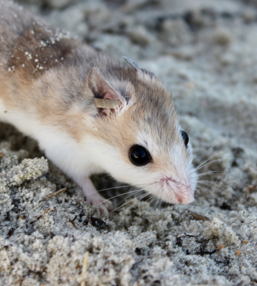 <p>Is this a band or a tag? Invasive or noninvasize</p>