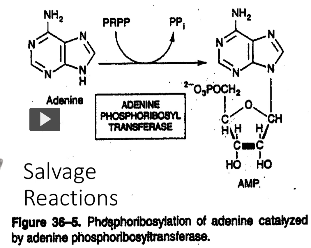 <p><strong>Adenine phosphoribosyltransferase (APRT)</strong> <span data-name="abc" data-type="emoji">🔤</span> Etymology (decode the name)</p><ul><li><p><strong>Adenine</strong> → the purine base</p></li><li><p><strong>Phosphoribosyl</strong> → ribose sugar + phosphate group</p></li><li><p><strong>Transferase</strong> → transfers a group</p></li></ul><p><span data-name="point_right" data-type="emoji">👉</span> <strong>“An enzyme that transfers a phosphoribosyl group onto adenine.”</strong></p>