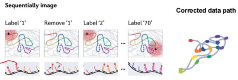 <p>fluorescence in situ hybridization, sequential hybridization with series of barcoded probes then sequential imaging with multiple antibody rounds, "chromosome tracing"</p>