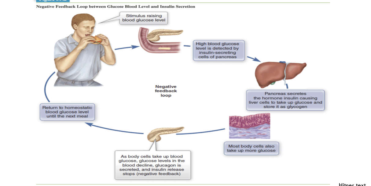 <p>Negative Feedback for Blood Sugar Levels</p>