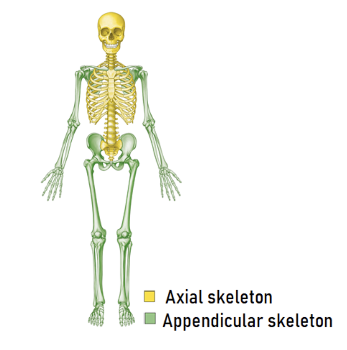 <p>There are the appendages plus girdles that attach them to the axial skeleton </p><ul><li><p>Pectoral Girdle: Your shoulder bones (collarbone and shoulder blade). They encircle the top of the ribs to attach to your arms </p></li><li><p>Pelvic Girdle: Hip bone. They encircle the lower spine to attach your legs </p></li></ul><p></p>