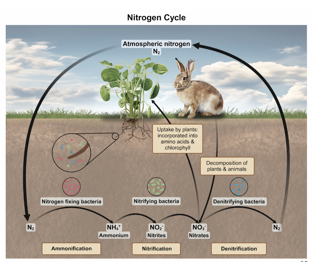 <p>E </p><p><em>A. Decomposition</em></p><p>Decomposition is the breakdown of organic matter into simpler compounds. While it releases nitrogen from dead organisms, it does <em>not</em> convert atmospheric nitrogen into biologically usable forms.</p><p></p><p><em>B. Denitrification</em></p><p>Denitrification reduces oxidized forms of nitrogen like NO<sub>3</sub><sup>-</sup> and NO<sub>2</sub><sup>-</sup> to N<sub>2&nbsp;</sub>gas. This process<em>&nbsp;removes</em> bioavailable nitrogen from soils and waters, rather than generating NH<sub>3</sub> or NH<sub>4</sub><sup>+</sup>.</p><p></p><p><em>C. Eutrophication</em></p><p>Eutrophication is the nutrient enrichment of aquatic ecosystems, <span style="line-height: 1.6em; font-size: inherit;">often caused by human activity (e.g., farming).</span> This process can lead to harmful algal blooms and oxygen depletion.</p><p></p><p><em>D. Nitrification</em></p><p>Nitrification is the oxidation of NH<sub>4</sub><sup>+</sup> to NO<sub>2</sub><sup>-</sup> and then to NO<sub>3</sub><sup>-</sup> by bacteria. This process transforms previously fixed nitrogen but does <em>not</em> convert N<sub>2</sub> gas.</p>