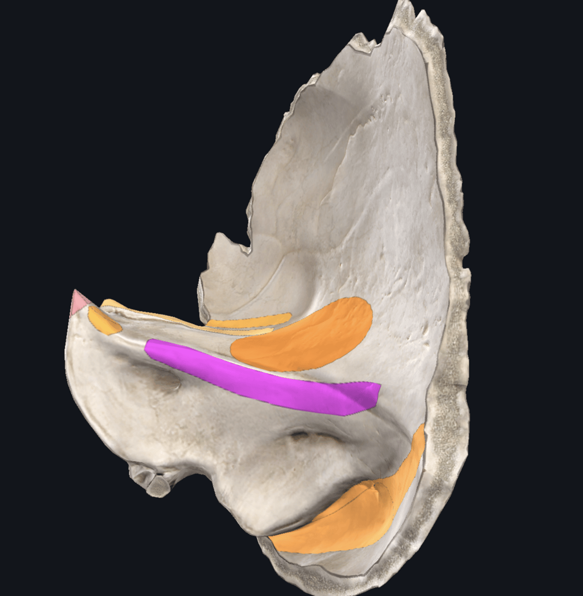 <p>paars, 1 exocraniale zijde</p>