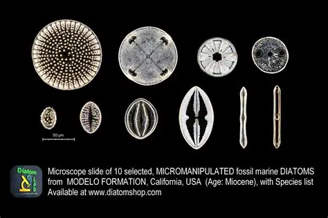 <ol><li><p>This slide shows a/an:</p></li></ol><p class="p1">a) Prokaryotic cell</p><p class="p1">b) Eukaryotic cell</p><p class="p1">c) None of the above</p><ol start="2"><li><p class="p1">Which type of cells does this slide show?</p><p class="p1">a) Cocci cells</p><p class="p1">b) Bacilli cells</p><p class="p1">c) Spirilli cells</p><p class="p1">d) None of the above</p></li></ol><ol start="3"><li><p class="p1">Which type of cell does this slide show an example of:</p></li></ol><p class="p1">a) Spirogyra</p><p class="p1">b) Volvox</p><p class="p1">c) Diatoms</p><p class="p1">d) None of the above</p><ol start="4"><li><p class="p1">Which type of cell does this slide show an example of:</p><p class="p1">a) Amoeba</p><p class="p1">b) Paramecium</p><p class="p1">c) None of the above</p></li><li><p class="p1">Which type of cell does this slide show an example of:</p><p class="p1">a) Archaebacteria or Eubacteria</p><p class="p1">b) Plantae</p><p class="p1">c) Protista</p><p class="p1">d) Fungi</p><p class="p1">e) Animalia</p></li></ol><p></p>