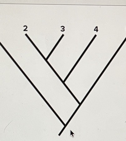 <p><span>Based on the phylogeny shown, we can conclude that species 2 is most closely related to species</span></p>