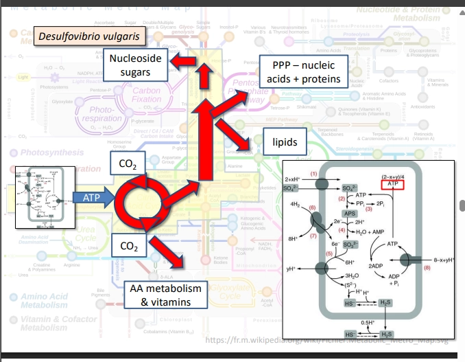 <ul><li><p>reduce Sulphate as the terminal e acceptor</p></li><li><p>forms HSO4 which is released form the cell</p></li><li><p>oxidise H2 as the Energy source </p></li><li><p>does so by putting energy generation first => ATP without doing glycolysis</p></li><li><p>then it puts the ATP into the TCA cycle, along with CO2, dri ving it backwards to make more complex compounds </p></li><li><p>Eventually forms glucose which they can use to make biomass (thru driving glyclysis backwards)</p></li><li><p>using the ATP generated from reduction of the terminal e acceptor. </p></li><li><p>eg Desulfovibrio vulgaris </p></li></ul><p></p>
