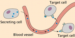 <p>a chemical signaling molecule, usually a protein or steroid, secreted by an endocrine gland or group of endocrine cells; acts to control or regulate specific physiological processes</p>