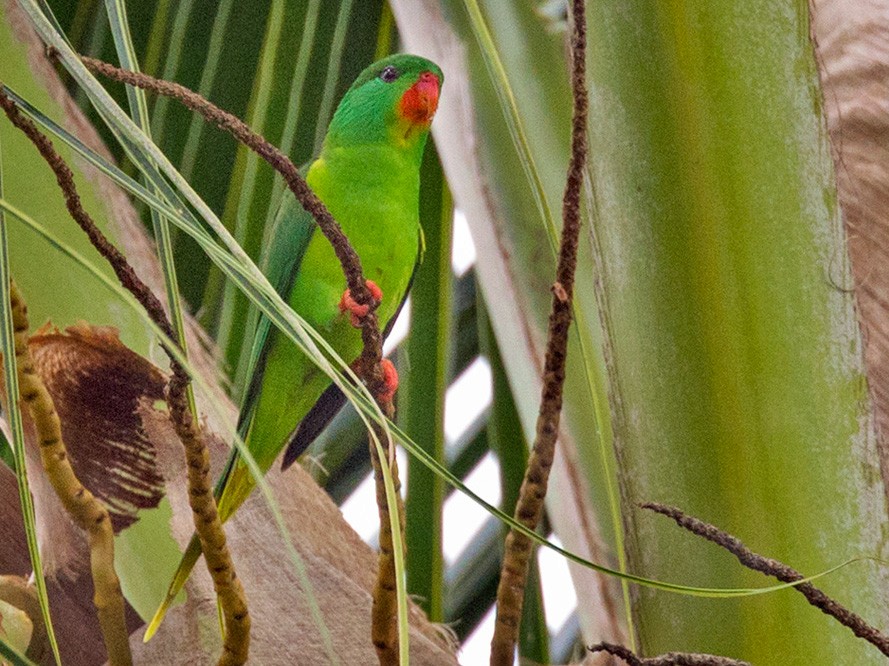 <p>Red chinned lorikeet</p>
