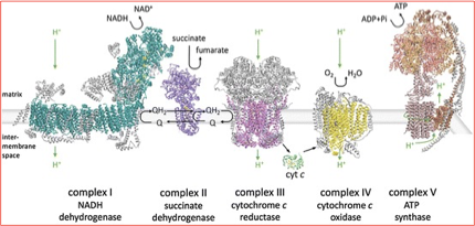 <p>succinate dehydrogenase</p>