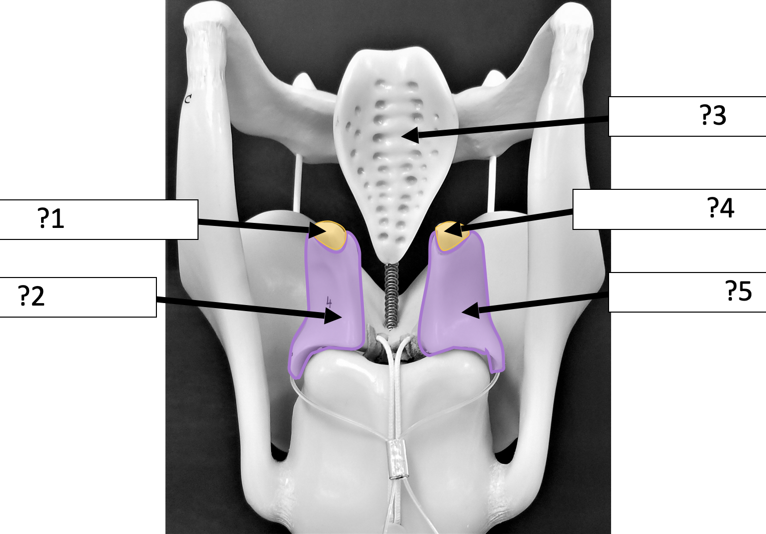 <p>5 Name the structure?</p>