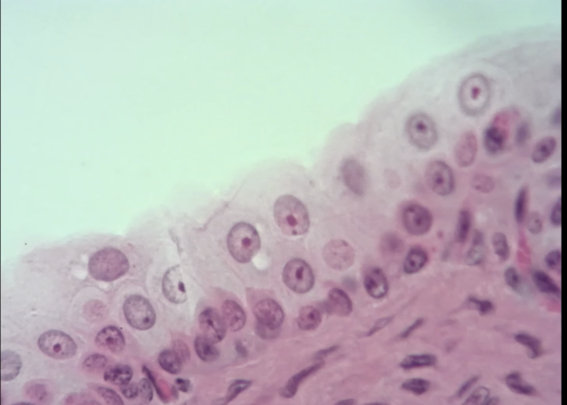 <p>what is this? </p>