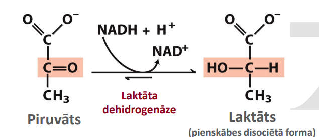 <p>Alternatīvs nosaukums: Pienskābes fermentācija</p><p>Substrāts: Piruvāts</p><p>Produkts: Laktāts</p><p>Enzīms: Laktāta dehidrogenāze</p><p>Citas īpatnības: Izmanto NADH + H<sup>+</sup>. Atgrieziniska reakcija</p>