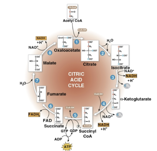 <p>Step 1 of citric acid cycle</p>