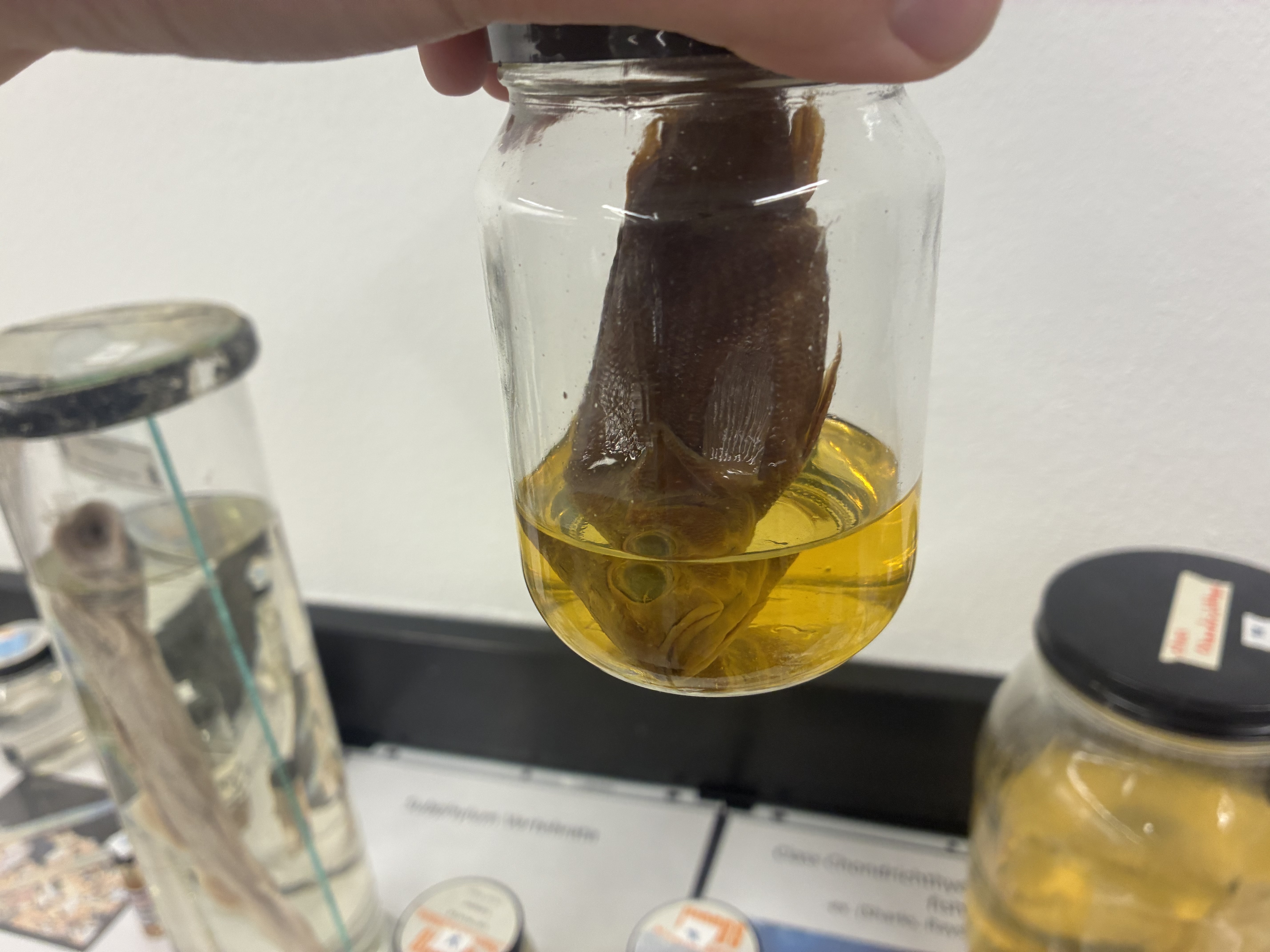 <p>Phylum, class, &amp; key characteristic?</p>
