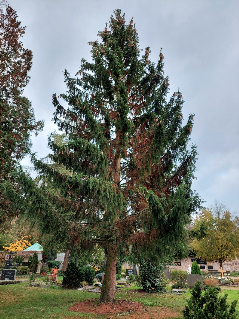 <ul><li><p>Nadelbaum, Kieferngewächs, immergrün</p></li><li><p>fachwurzelnd → anfällig bei Trockenheit und Stürmen</p></li><li><p>wächst schnell → lukrativ für Forstwirtschaft (Bauholz und Papier)</p></li><li><p>bis 600 Jahre alt</p></li><li><p>bis 50 m hoch</p></li><li><p>bis 1,5 m Durchmesser</p></li><li><p>Nadeln bis 2 cm lang</p></li><li><p>Zapfen hängen wie lange Weihnachtskugeln</p></li><li><p>mag feuchtes, kühles Klima</p></li><li><p>5 cm lang</p></li><li><p>wurde früher als Allheilmittel für devastierte Wälder eingesetzt</p></li><li><p>kulturgeschichtliche Bedeutung (Weihnachtsbäume, Türschmuck etc.)</p></li><li><p>interessant für Naturheilkunde und Kosmetik</p></li><li><p>junge Fichtentriebe sind essbar</p></li><li><p>“Fichte sticht, Tanne nicht”</p></li></ul><p></p>