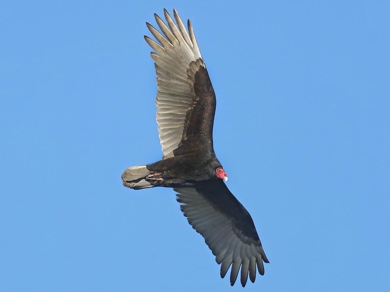 <p>Turkey vulture</p>