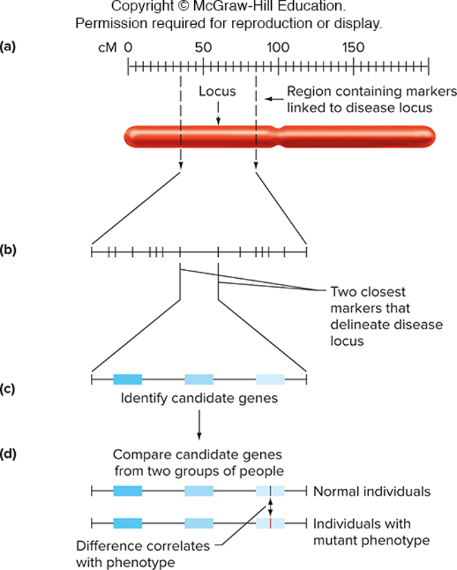 <ul><li><p>region of interest narrowed by finding closely linked DNA markers</p></li><li><p>candidate genes are located in the region of interest.</p></li><li><p>sequence and expression of candidate genes are determined in normal and diseased individuals</p></li></ul><p></p>