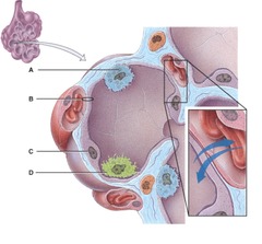 <p>Which cell secretes surfactant</p>