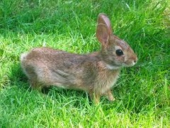 <p>animals that feed on producers; ex. herbivores</p>