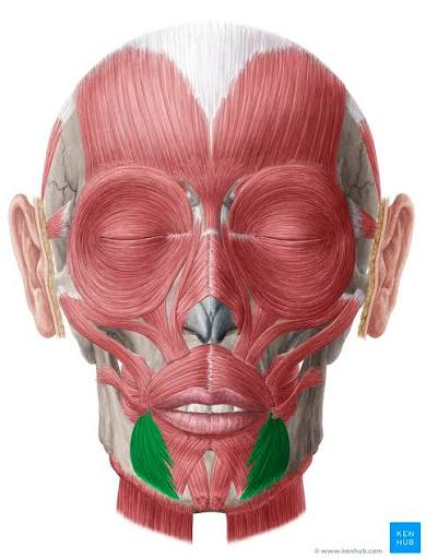 <p><span style="color: rgb(0, 234, 255);"><strong>Depressor</strong></span> <span style="color: rgb(211, 0, 255);"><strong>anguli oris </strong></span></p>