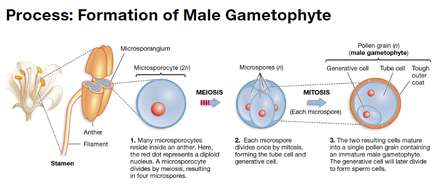 <p>What is the step-by-step process of male gametophyte production?</p>