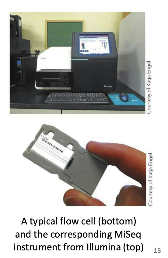 <ul><li><p>DNA polymerase adds fluorescently labeled nucleotides to fragments of DNA. Images are taken, the fluorescent label is removed, more fluorescent labels are added, and so on until millions of DNA fragments are sequenced for hundreds of bases.</p></li></ul><ul><li><p>Finally, the fragments are analyzed and assembled by a computer.</p></li></ul><p></p>