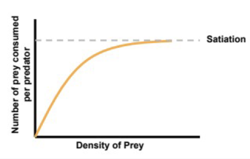 <p>rate of increase in prey consumption per predator starts high, diminished and ultimately plateaus with increasing prey density</p>