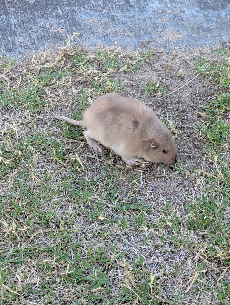 <p>Eastern. Fossorial, territorial and solitary rodents of grasslands, prairies, and sandy or loamy soils. Spend nearly all their time underground in extensive burrow systems, emerging rarely. Strong front claws and large incisors used for digging.</p><p>Primarily herbivorous, consuming roots, tubers, and underground plant parts. Important soil engineers that aerate and mix soil.</p><p>Create mounded disturbance patches.</p>