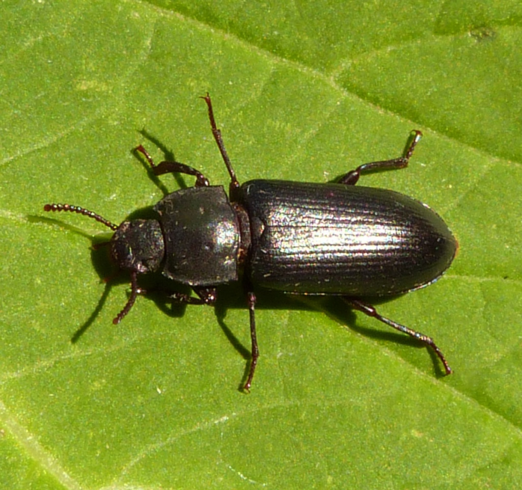 <p></p><p>rad:</p><p>druh:</p>