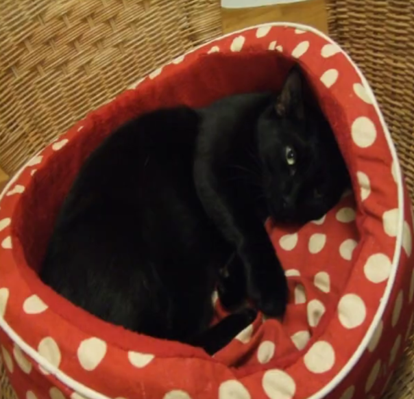 <p>Was macht die schwarze Katze?</p>