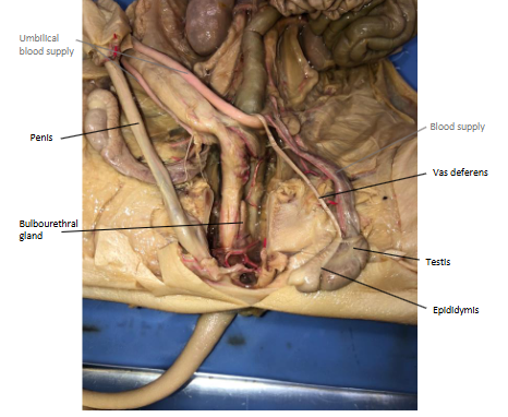 <p>The penis is located inferior to the urinary bladder. When erect, it introduces sperm into the female genital tract</p>
