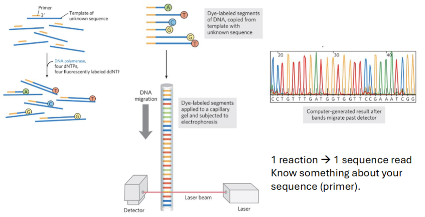 <ul><li><p><span style="background-color: transparent;"><strong>Know something about your sequence (primer).</strong></span></p></li></ul><p></p>