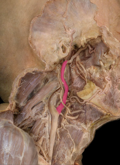 knowt flashcard image